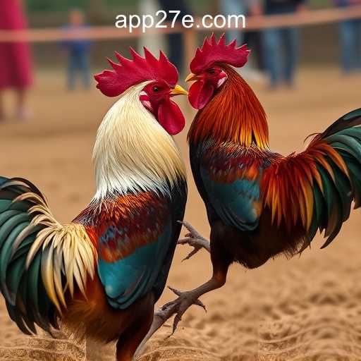 Cockfighting